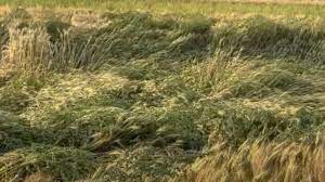 बेमौसम बारिश से गेहूं की 10 प्रतिशत फसल को नुकसान; कुल उत्पादन में गिरावट की आशंका नहीं: केंद्र बेमौसम बारिश से गेहूं की 10 प्रतिशत फसल को नुकसान; कुल उत्पादन में गिरावट की आशंका नहीं: केंद्र