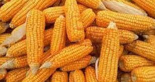 देश में पांच साल में मक्का उत्पादन बढ़ाकर 4.4-4.5 करोड़ टन करने की जरूरत देश में पांच साल में मक्का उत्पादन बढ़ाकर 4.4-4.5 करोड़ टन करने की जरूरत