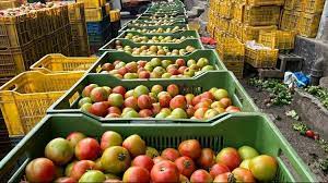 टमाटर के ऊंचे भाव ने पुणे के किसान को बनाया करोड़पति, एक महीने में तीन करोड़ रुपये कमाये टमाटर के ऊंचे भाव ने पुणे के किसान को बनाया करोड़पति, एक महीने में तीन करोड़ रुपये कमाये