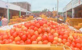 फिर आसमान छू रही हैं टमाटर कीमतें, मदर डेयरी की दुकानों पर बिका 259 रुपये किलो के भाव फिर आसमान छू रही हैं टमाटर कीमतें, मदर डेयरी की दुकानों पर बिका 259 रुपये किलो के भाव