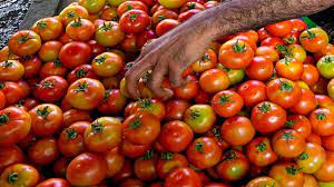 ताजा आवक से टमाटर की कीमतों में गिरावट: सरकार ताजा आवक से टमाटर की कीमतों में गिरावट: सरकार