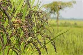 सुगंधित चावल मुश्क बुडजी की खेती का रकबा बढ़ाकर 5,000 हेक्टेयर करने की योजना सुगंधित चावल मुश्क बुडजी की खेती का रकबा बढ़ाकर 5,000 हेक्टेयर करने की योजना