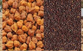 सरसों व चने को एमएसपी पर बेचने के लिए पंजीकरण एक अप्रैल से: मंत्री सरसों व चने को एमएसपी पर बेचने के लिए पंजीकरण एक अप्रैल से: मंत्री