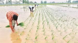 खरीफ बुवाई का रकबा चल रहा है नौ प्रतिशत ऊपर