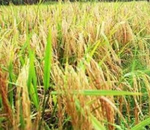 मानसूनी बरसात अच्छी होने से बम्पर खरीफ उत्पादन की उम्मीद 