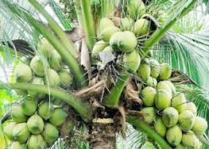 नारियल की उन्नत किस्मों की पौध तैयार कर रहा तमिलनाडु कृषि विश्वविद्यालय