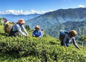  उत्तर बंगाल चाय बागान के कामगारों को मिलेगा 20 प्रतिशत बोनस