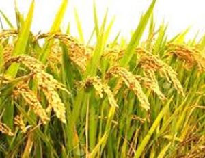 सितंबर तिमाही में कृषि निर्यात 43.4 प्रतिशत बढ़ा: सरकार