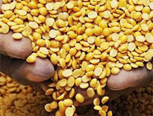 सरकार ने तुअर आयात के लाइसेंस की वैधता 31 दिसंबर तक बढ़ाई सरकार ने तुअर आयात के लाइसेंस की वैधता 31 दिसंबर तक बढ़ाई