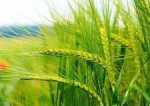 रबी सत्र में पीएंडके उर्वरकों पर 28,655 करोड़ रुपये की सब्सिडी को मंजूरी, किसानों को होगा फायदा