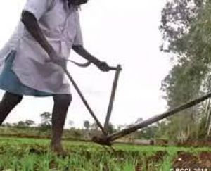 एग्रीबाजार किसानों को कम लागत की लाभप्रद खेती में मदद करेगा