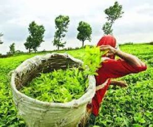  कोयले की बढ़ती लागत से बढ़ा चाय उद्योग का संकट : टीएआई