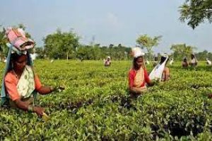  चाय निर्यात एक अरब डॉलर पहुंचने की संभावनाः चाय निकाय