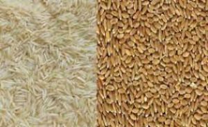 गेहूं, चावल की कीमतों में बढ़ोतरी सामान्य बात, असामान्य तेजी पर कदम उठाएंगे: खाद्य सचिव