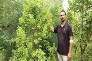  चंदन, काली हल्दी की खेती करने के लिए सीएपीएफ अधिकारी ने छोड़ी नौकरी