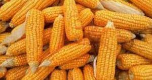 देश में पांच साल में मक्का उत्पादन बढ़ाकर 4.4-4.5 करोड़ टन करने की जरूरत देश में पांच साल में मक्का उत्पादन बढ़ाकर 4.4-4.5 करोड़ टन करने की जरूरत