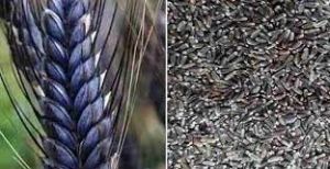 काले गेहूं की खेती की तरफ बढ़ रहा है किसानों का रुझान काले गेहूं की खेती की तरफ बढ़ रहा है किसानों का रुझान