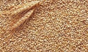 सरकार की चावल खरीद अबतक 5.58 करोड़ टन पर, गेहूं खरीद 2.62 करोड़ टन सरकार की चावल खरीद अबतक 5.58 करोड़ टन पर, गेहूं खरीद 2.62 करोड़ टन