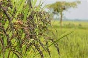 सुगंधित चावल मुश्क बुडजी की खेती का रकबा बढ़ाकर 5,000 हेक्टेयर करने की योजना