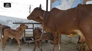 दुधारू गायों की दुर्लभ नस्ल के संरक्षण, संवर्धन में जुटी है एनडीडीबी डेयरी सर्विसेज