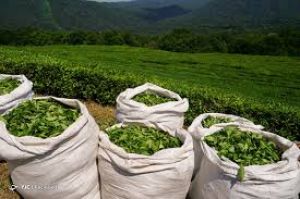 देश में बीते साल स्थिर रहा चाय निर्यात