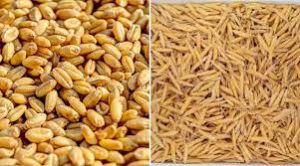 खरीफ खाद्यान्न उत्पादन 2025-26 में 17.13 करोड़ के लक्ष्य से अधिक रहेगा : कृषि आयुक्त खरीफ खाद्यान्न उत्पादन 2025-26 में 17.13 करोड़ के लक्ष्य से अधिक रहेगा : कृषि आयुक्त