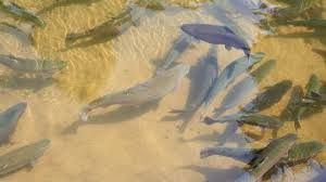 देश में आरएएस तकनीक वाले पहले ट्राउट मछली फार्म का हैदराबाद में उद्धाटन