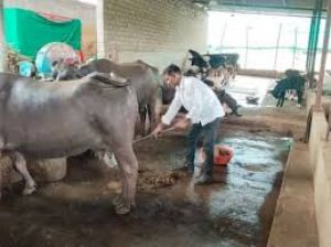 एक तिहाई पशुपालक दूध नहीं बेचते, गोबर और खेती के लिए पशुओं का उपयोग: अध्ययन