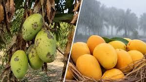 मौसम की मार से हिमसागर आम के निर्यात पर संकट, निर्यातक परेशान