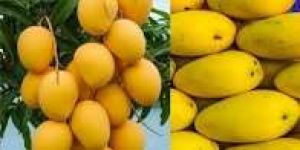 भारत ने किफायती समुद्री रास्ते से सिंगापुर को 4.3 टन बंगनपल्ली आम का निर्यात किया