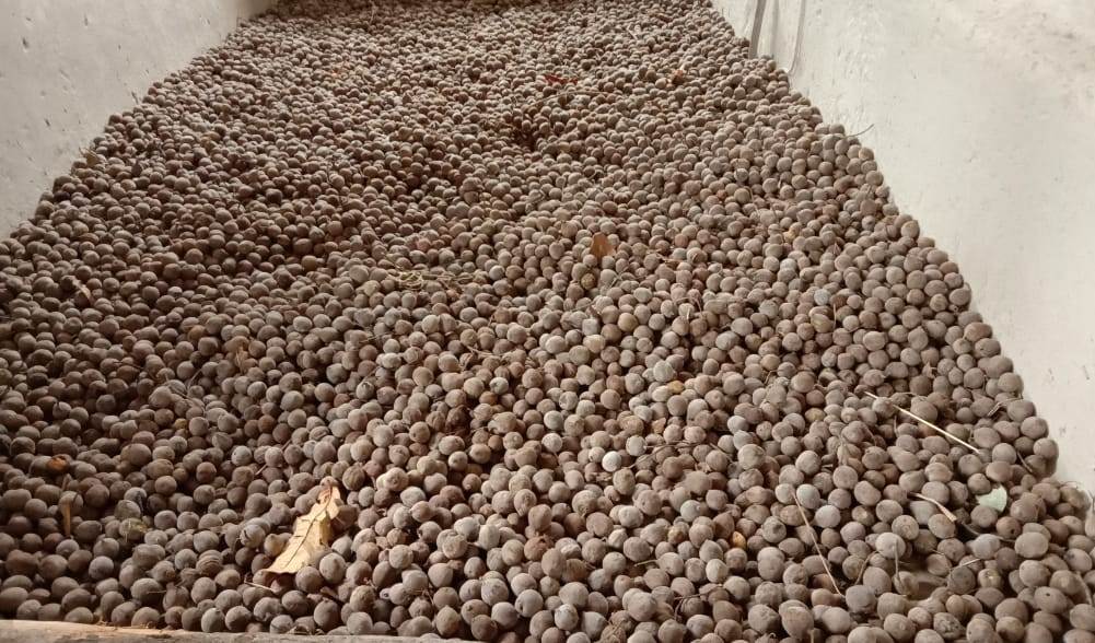 राज्य में लघु वनोपज आधारित विकास कार्यों की प्रगति में वृत्त तथा वन मंडलवार जगदलपुर शीर्ष पर राज्य में लघु वनोपज आधारित विकास कार्यों की प्रगति में वृत्त तथा वन मंडलवार जगदलपुर शीर्ष पर