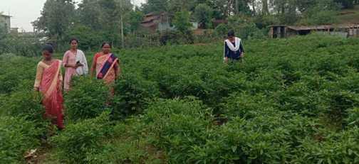 मिर्च की खेती से महिलाएं स्व-रोजगार की राह पर मिर्च की खेती से महिलाएं स्व-रोजगार की राह पर