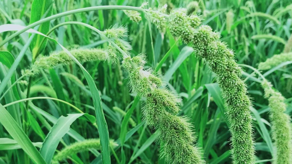 तीन गुना बढ़ा कोदो-कुटकी-रागी का रकबा तीन गुना बढ़ा कोदो-कुटकी-रागी का रकबा