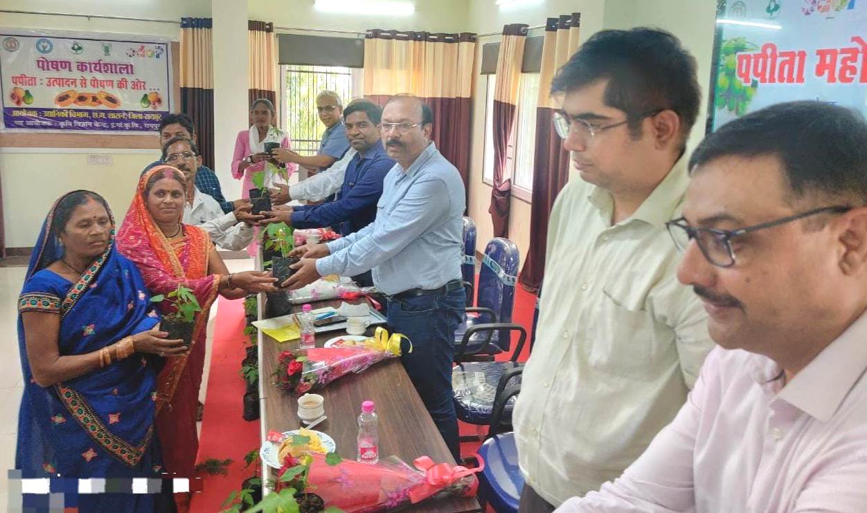 रायपुर बनेगा पपीता उत्पादक जिला रायपुर बनेगा पपीता उत्पादक जिला