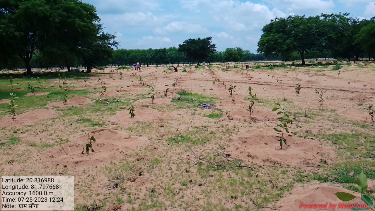 महानदी को संजीवनी देंगे 66 हजार पौधे, मिशन मोड पर लगाये जा रहे पौधे महानदी को संजीवनी देंगे 66 हजार पौधे, मिशन मोड पर लगाये जा रहे पौधे