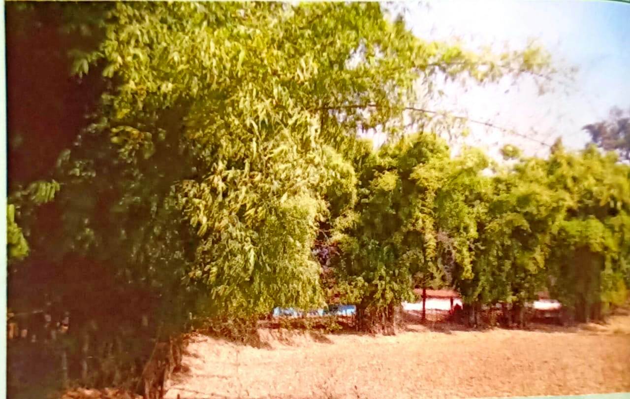 संवरेंगे बिगड़े बांस के वन संवरेंगे बिगड़े बांस के वन