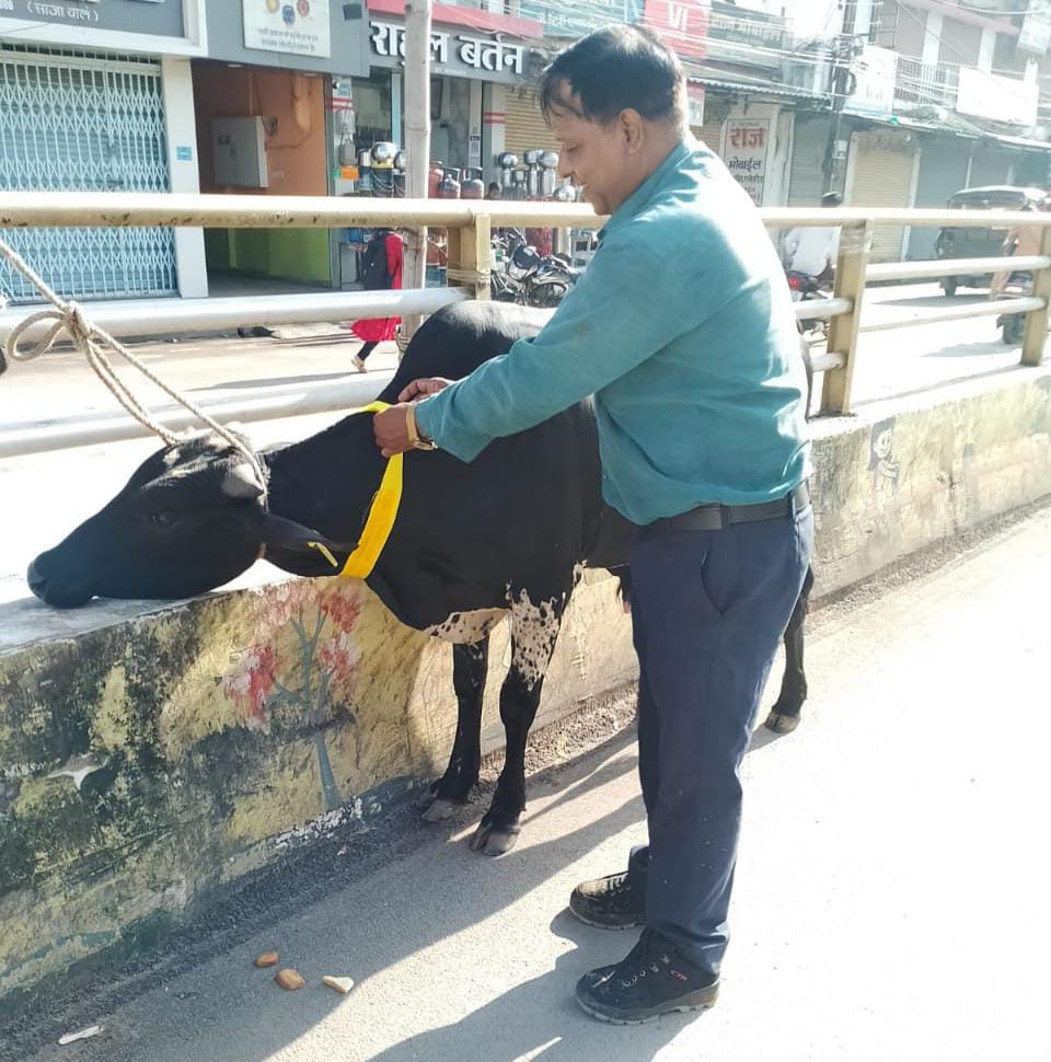 सड़क दुर्घटनाओं से बचाने आवारा पशुओं को लगाए जा रहे टैग और रेडियम बेल्ट सड़क दुर्घटनाओं से बचाने आवारा पशुओं को लगाए जा रहे टैग और रेडियम बेल्ट