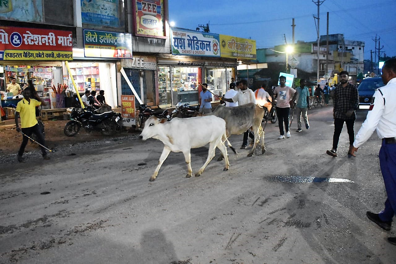 पशु मालिकों द्वारा अपने अहाते में पशुओं को न रखने पर होगी कार्रवाई पशु मालिकों द्वारा अपने अहाते में पशुओं को न रखने पर होगी कार्रवाई
