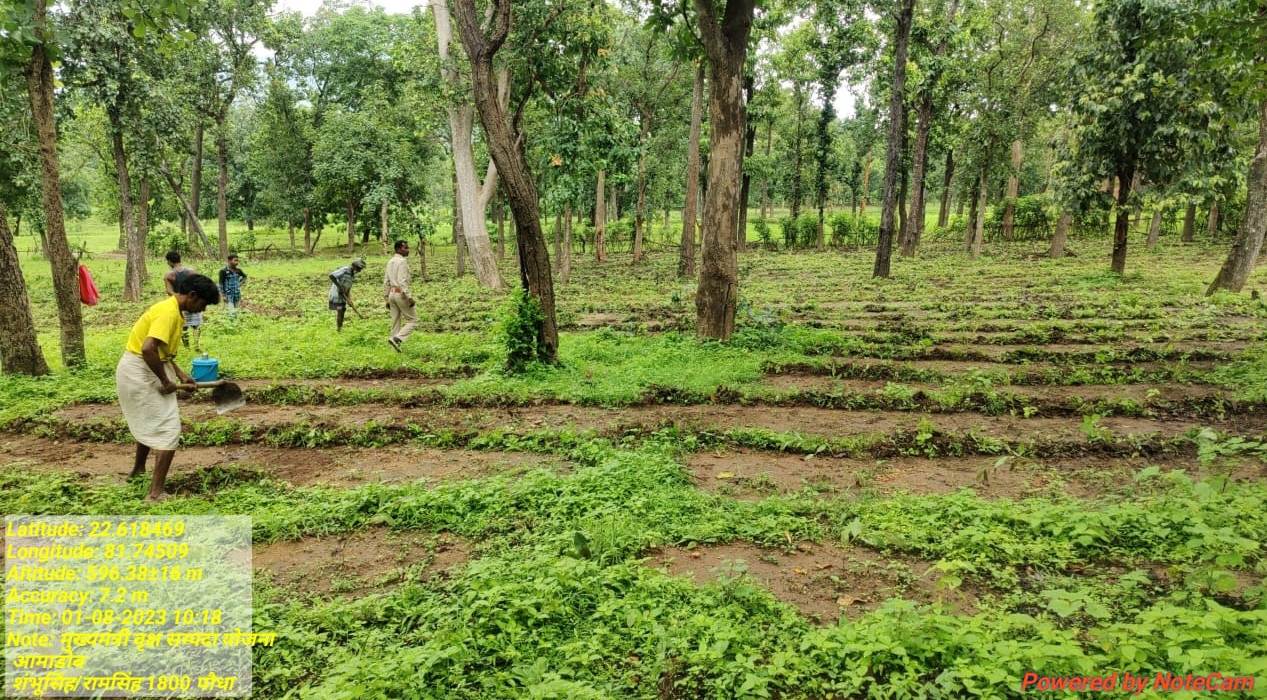 राज्य में वन विभाग द्वारा वृक्षारोपण का कार्य जोरों पर राज्य में वन विभाग द्वारा वृक्षारोपण का कार्य जोरों पर