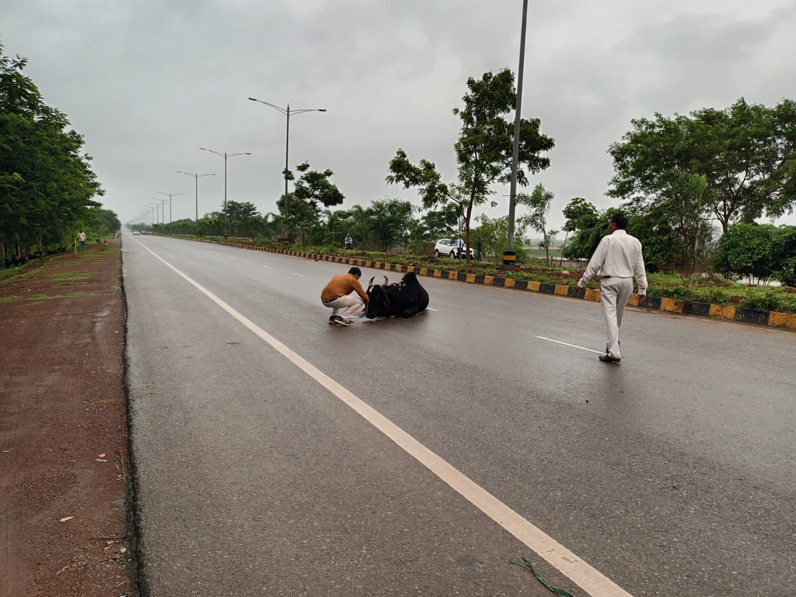 कलेक्टर के निर्देश का असर, दिन भर चली आवारा मवेशियों की धर-पकड़ कलेक्टर के निर्देश का असर, दिन भर चली आवारा मवेशियों की धर-पकड़