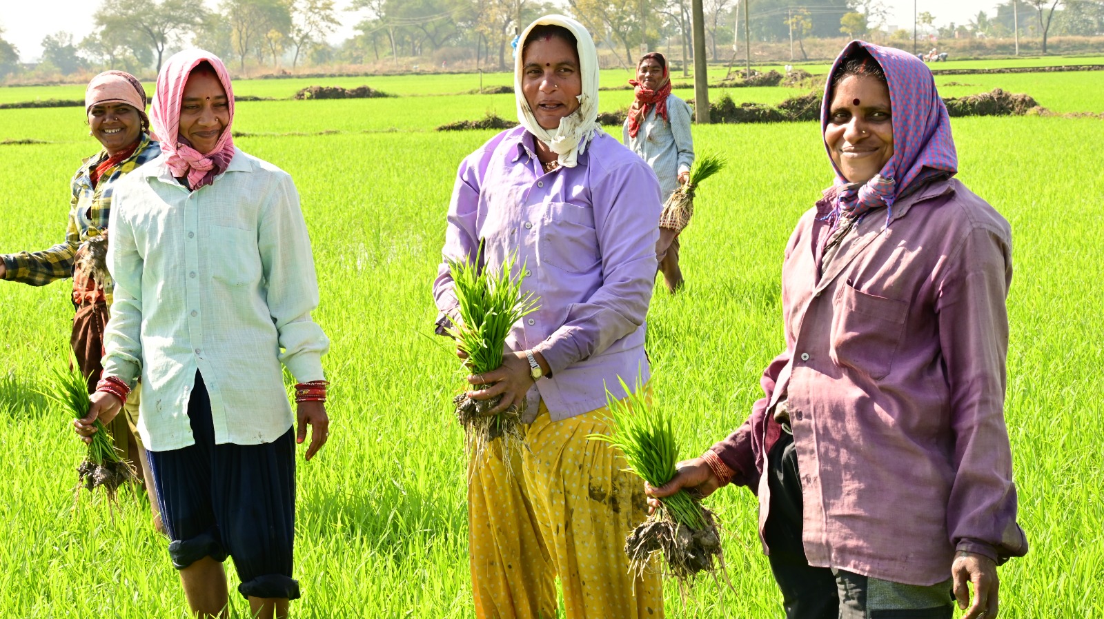 राजीव गांधी किसान न्याय योजना से समृद्ध होती खेती-किसानी राजीव गांधी किसान न्याय योजना से समृद्ध होती खेती-किसानी
