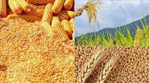 समर्थन मूल्य पर धान एवं मक्का उपार्जन हेतु किसानों का पंजीयन 31 अक्टूबर तक समर्थन मूल्य पर धान एवं मक्का उपार्जन हेतु किसानों का पंजीयन 31 अक्टूबर तक