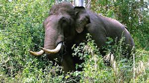 जंगली हाथी ने 80 वर्षीय महिला को मार डाला...! जंगली हाथी ने 80 वर्षीय महिला को मार डाला...!