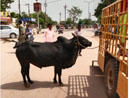 आवारा मवेशियों की हो रही धरपकड़ आवारा मवेशियों की हो रही धरपकड़