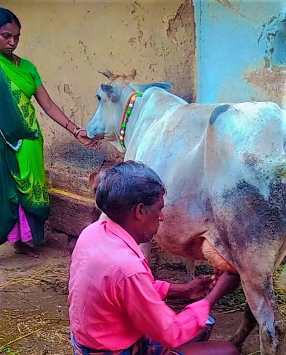 गौ पालन से श्री पराऊ साहू की आर्थिक हालात सुधरी गौ पालन से श्री पराऊ साहू की आर्थिक हालात सुधरी