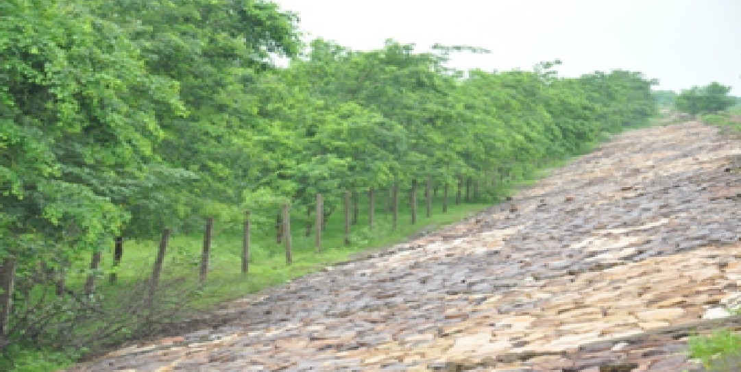 नदी तट रोपण: 4 सालों में 40 नदियों के तट पर लगाए गए 47 लाख पौधे नदी तट रोपण: 4 सालों में 40 नदियों के तट पर लगाए गए 47 लाख पौधे