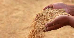समर्थन मूल्य पर धान खरीदी: रविवार 4 फरवरी को भी होगी किसानों से धान खरीदी समर्थन मूल्य पर धान खरीदी: रविवार 4 फरवरी को भी होगी किसानों से धान खरीदी