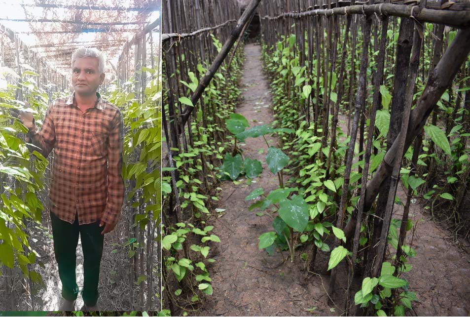 कृषि विश्वविद्यालय के प्रयासों से छुईखदान के देशी कपूरी पान को मिली पहचान कृषि विश्वविद्यालय के प्रयासों से छुईखदान के देशी कपूरी पान को मिली पहचान