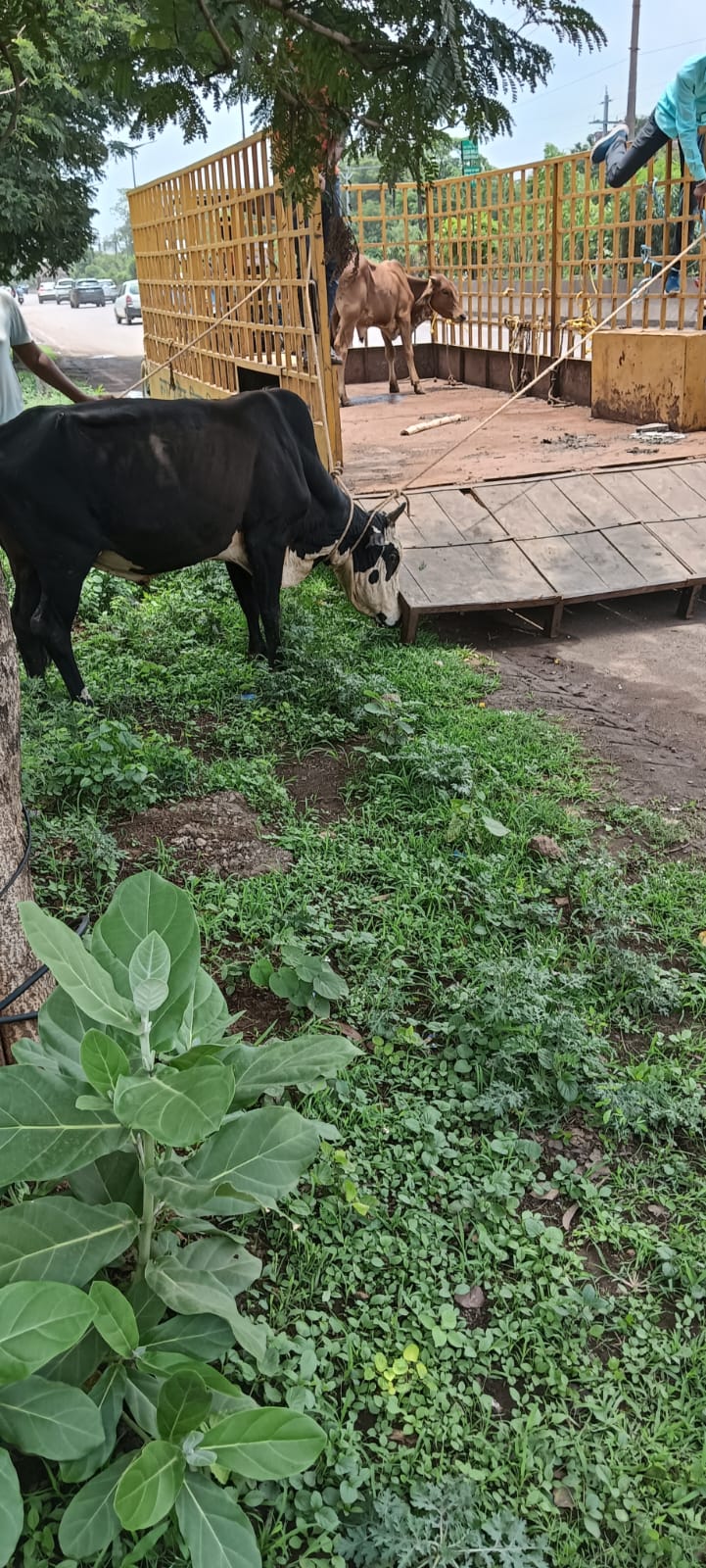 सड़क के ऊपर बैठे जानवरों को पकड़ने का काम जारी सड़क के ऊपर बैठे जानवरों को पकड़ने का काम जारी