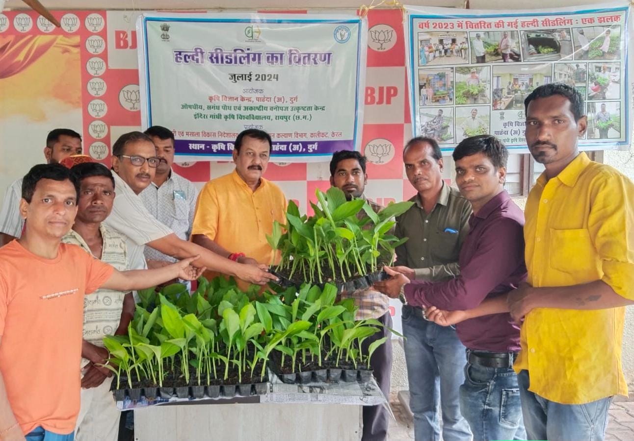 सांसद विजय बघेल ने कृषकों को वितरित की हल्दी की उगत किस्म के पौधे सांसद विजय बघेल ने कृषकों को वितरित की हल्दी की उगत किस्म के पौधे